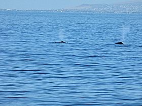 ホェールウォッチングで見えた２頭の鯨