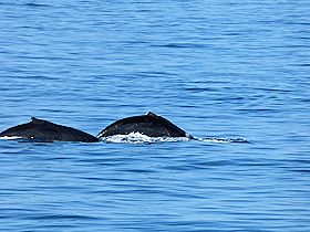 ホェールウォッチングで見えた２頭の鯨