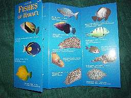 熱帯魚図鑑